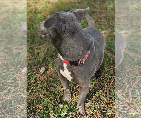 Medium Photo #11 Basschshund Puppy For Sale in Wakefield, RI, USA