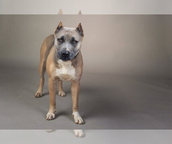 Medium Photo #1 Presa Canario-Unknown Mix Puppy For Sale in Belleville, IL, USA