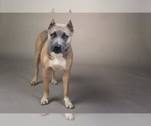 Presa Canario-Unknown Mix Dogs for adoption in Belleville, IL, USA