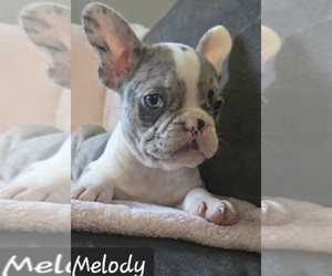 Faux Frenchbo Bulldog Litter for sale in ALBANY, OH, USA
