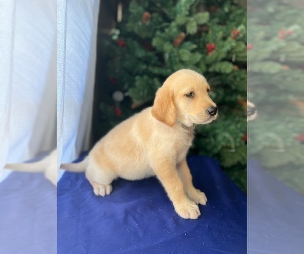Medium Photo #3 Golden Retriever Puppy For Sale in SAN FERNANDO, CA, USA