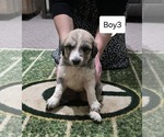 Small #3 Great Pyrenees