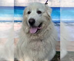 Small #8 Great Pyrenees