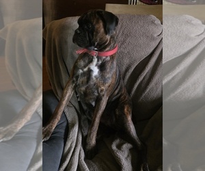 Mother of the Boxer puppies born on 07/02/2025