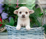 Small Photo #11 Chihuahua Puppy For Sale in BERNE, IN, USA