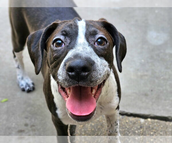 Medium Photo #5 Boglen Terrier Puppy For Sale in Chicago, IL, USA