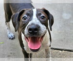 Small #4 Boglen Terrier
