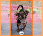 Lyle - Male Chihuahua-Unknown Mix Dog for Adoption - Small photo