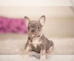 Small Photo #10 French Bulldog Puppy For Sale in LOX, FL, USA