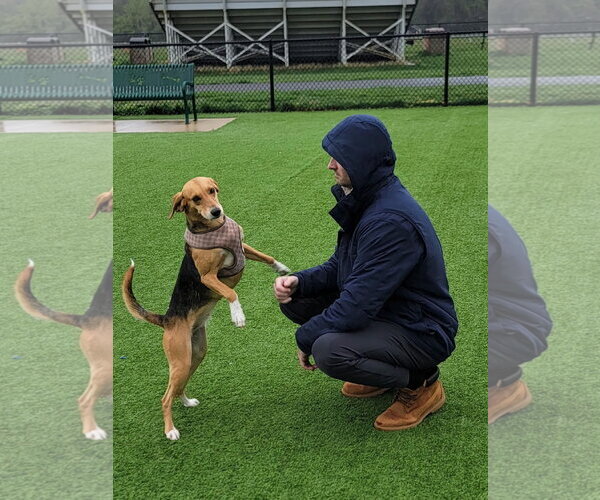 Medium Photo #3 American Foxhound-Unknown Mix Puppy For Sale in Oakhurst, NJ, USA