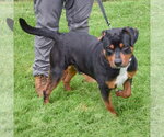 Small #2 Rottweiler