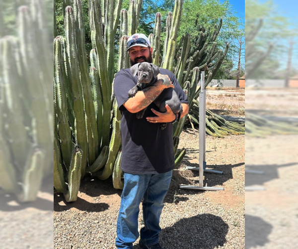 Medium Photo #1 Mutt Puppy For Sale in Goodyear, AZ, USA