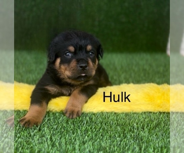 Medium Photo #2 Rottweiler Puppy For Sale in HOPKINSVILLE, KY, USA