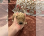 Puppy Agatha Goldendoodle