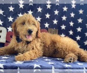 Goldendoodle Puppy for sale in LANCASTER, PA, USA