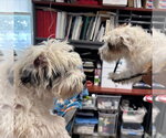 Small #1 Shih Tzu Mix