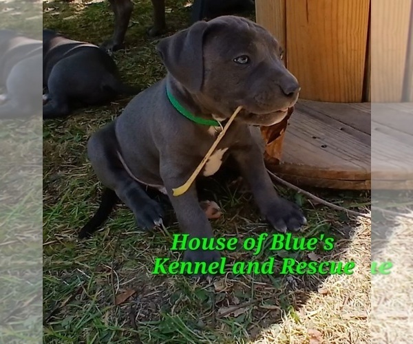 Medium Photo #4 American Pit Bull Terrier Puppy For Sale in DELAWARE, OH, USA