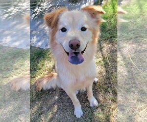 Border Collie-Golden Retriever Mix Dogs for adoption in Glendale , AZ, USA