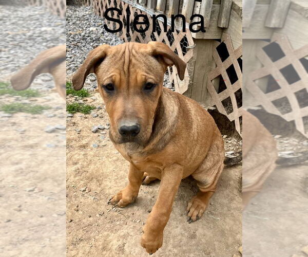 Medium Photo #1 Mastiff-Unknown Mix Puppy For Sale in Rutledge, TN, USA