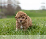 Small Photo #9 ShihPoo Puppy For Sale in WARSAW, IN, USA