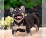 Puppy Queenie AKC French Bulldog