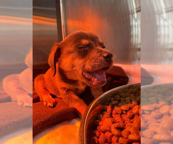 Medium Photo #3 Mutt Puppy For Sale in Foristell, MO, USA