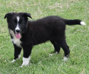 Border Collie Puppy for sale in TYLER, TX, USA