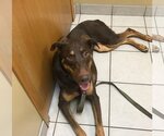 Small #11 Doberman Pinscher Mix
