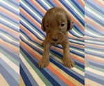 Puppy Candie Goldendoodle