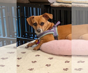 Chihuahua-Unknown Mix Dogs for adoption in Aurora, CO, USA