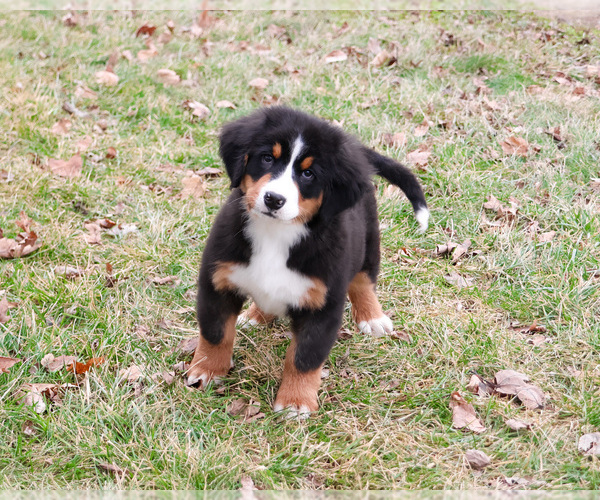 Medium Photo #8 Bernese Mountain Dog Puppy For Sale in SYRACUSE, IN, USA