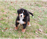 Small #7 Bernese Mountain Dog