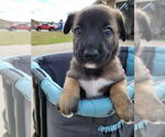 Small #23 Mutt