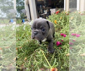 Faux Frenchbo Bulldog Puppy for sale in FREDONIA, KS, USA