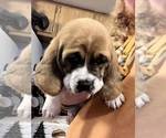 Puppy Puppy 1 Basset Hound