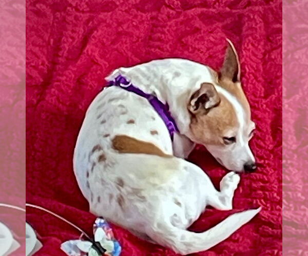 Medium Photo #3 Rat-Cha Puppy For Sale in Atlanta, GA, USA