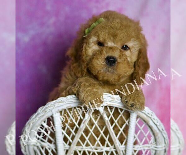 Medium Photo #1 Goldendoodle (Miniature) Puppy For Sale in WARSAW, IN, USA