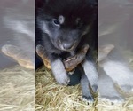 Small Photo #11 Wolf Hybrid Puppy For Sale in DALTON, OH, USA