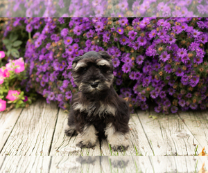 Schnauzer (Miniature) Puppy for sale in NAPPANEE, IN, USA