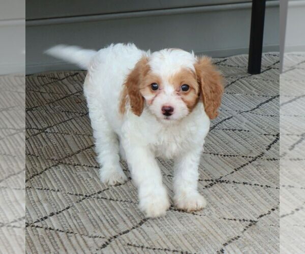 Medium Photo #2 Cavapoo Puppy For Sale in NARVON, PA, USA