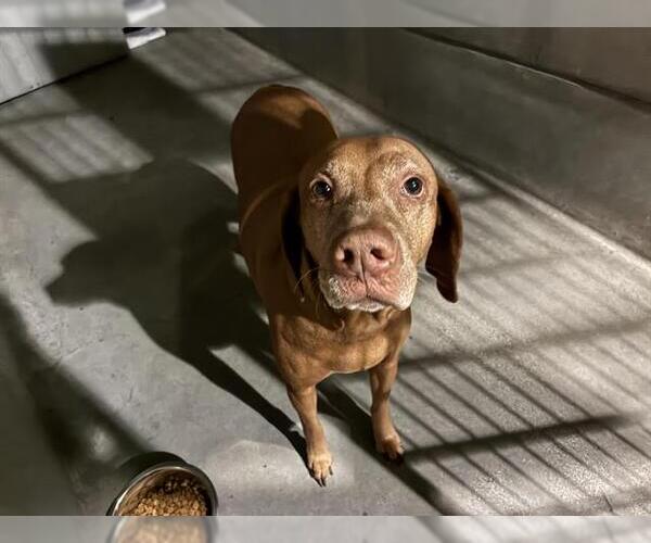 Medium Photo #1 Vizsla Puppy For Sale in Pasadena, CA, USA