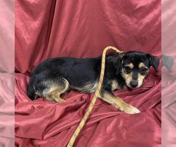 Medium Photo #1 Dachshund-Unknown Mix Puppy For Sale in Modesto, CA, USA