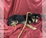 Small Dachshund Mix