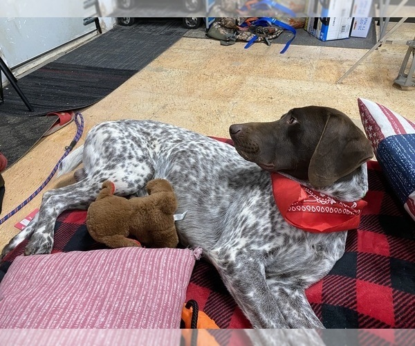 Medium Photo #2 German Shorthaired Pointer Puppy For Sale in GREENVILLE, SC, USA