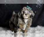 Small #2 Poodle (Toy)