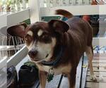 Small Photo #3 Mutt Puppy For Sale in Rootstown, OH, USA