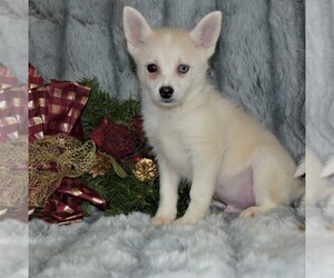 Pomsky Puppy for sale in BARNESVILLE, KS, USA