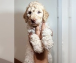 Puppy Oak Aussiedoodle Miniature 