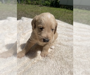 Labradoodle Puppy for sale in NEWARK, AR, USA