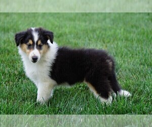 Collie Puppy for sale in FREDERICKSBG, OH, USA